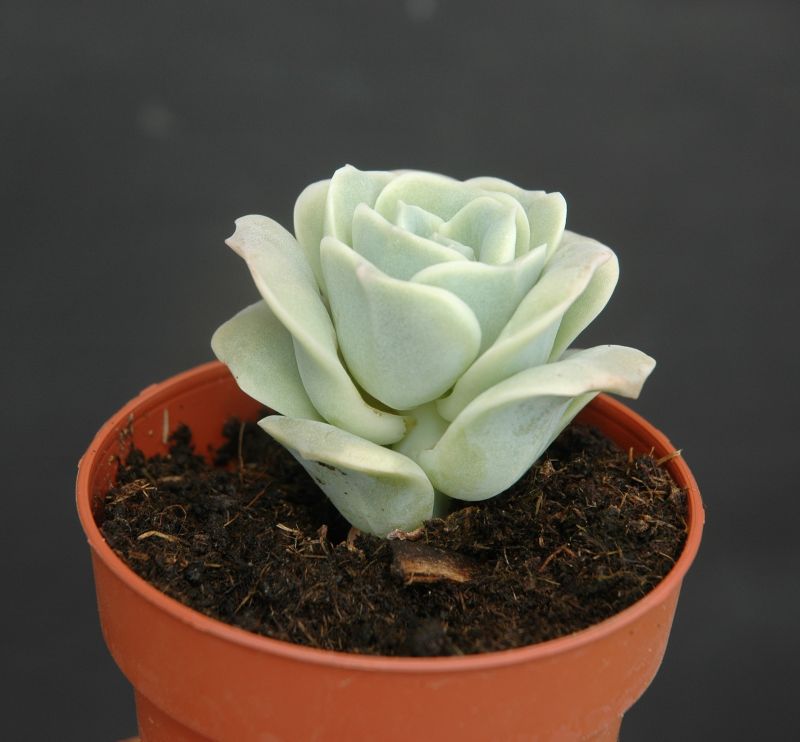 A photo of Graptoveria Lovely Rose