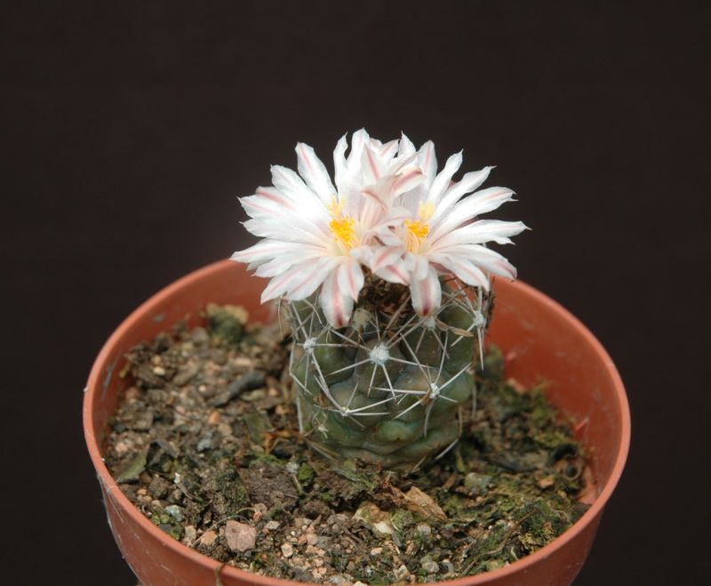 A photo of Turbinicarpus laui