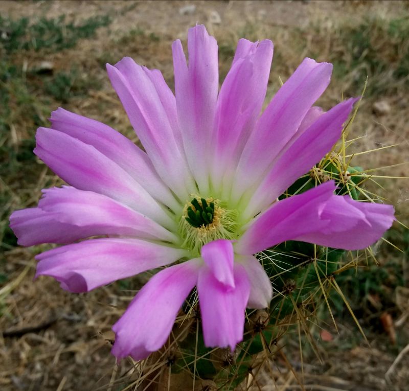 Una foto de Echinocereus cinerascens