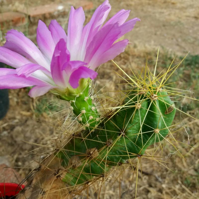 Una foto de Echinocereus cinerascens