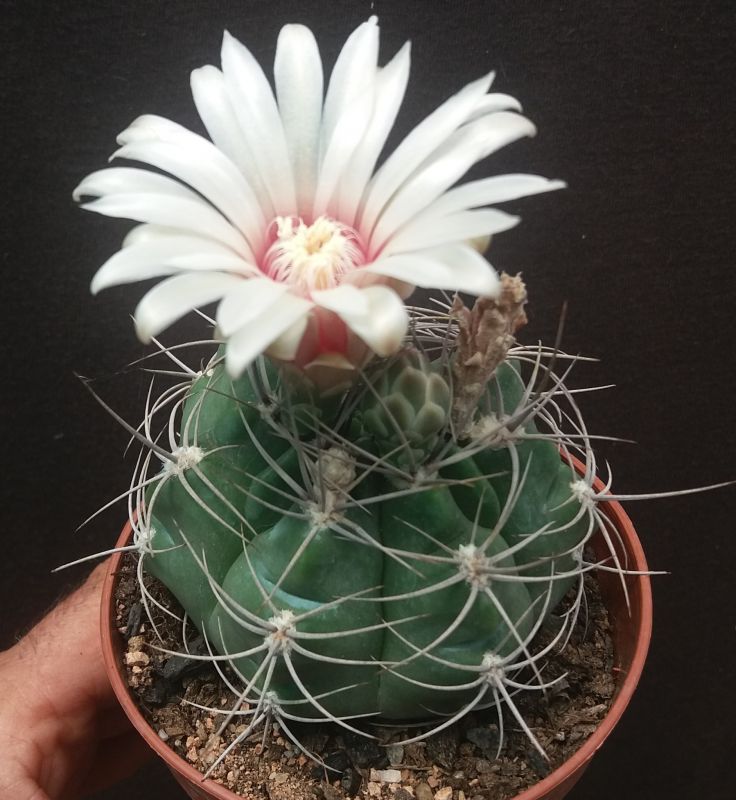 Una foto de Gymnocalycium mostii