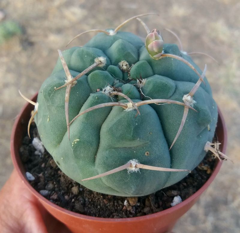 A photo of Gymnocalycium ochoterenae subsp. vatteri