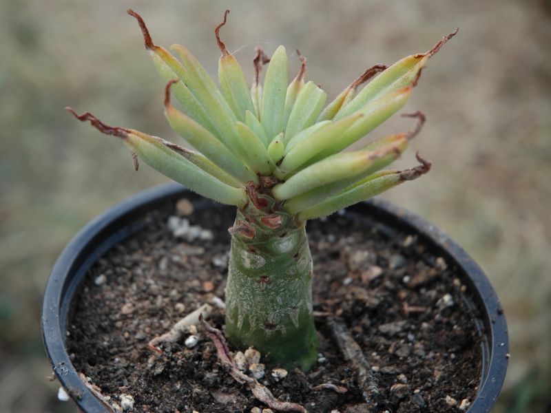 Una foto de Tylecodon racemosus  