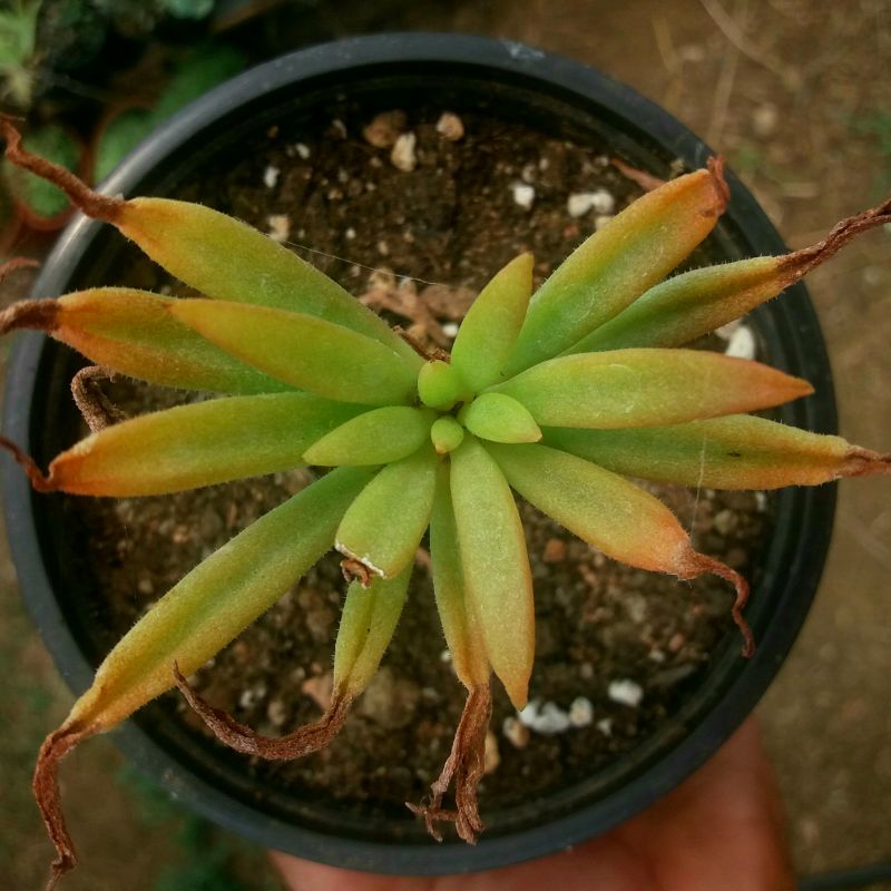 Una foto de Tylecodon racemosus  