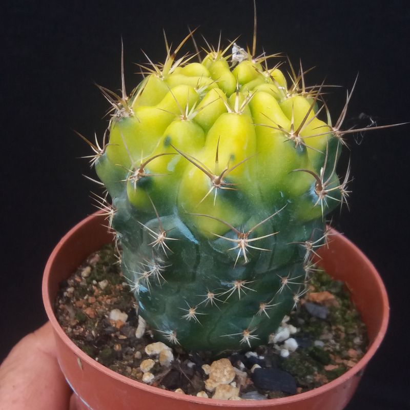 Photo of a cactus currently being identified