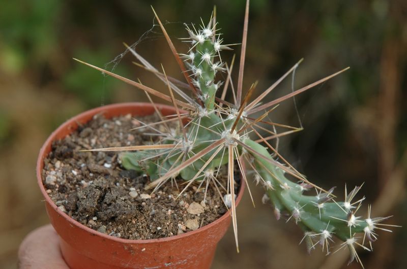 Una foto de Corynopuntia grahamii