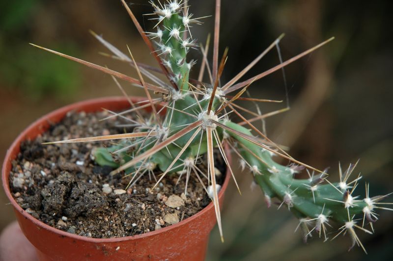 Una foto de Corynopuntia grahamii