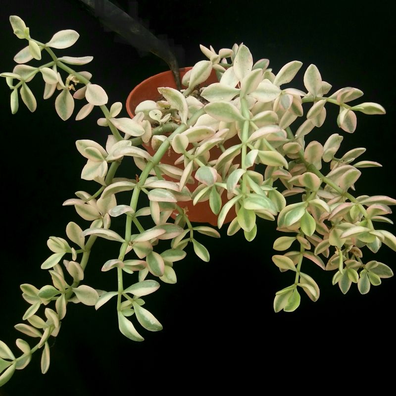 Una foto de Crassula volkensii fma. variegada