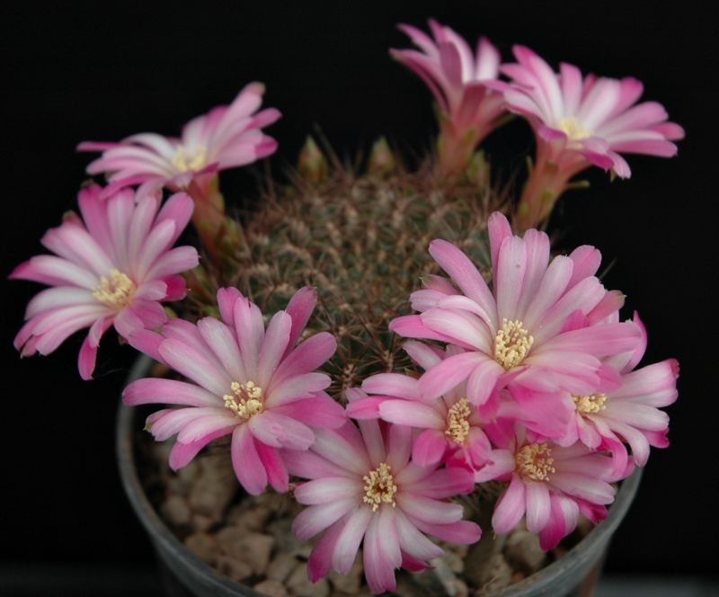 Foto de un cactus que se está identificando actualmente