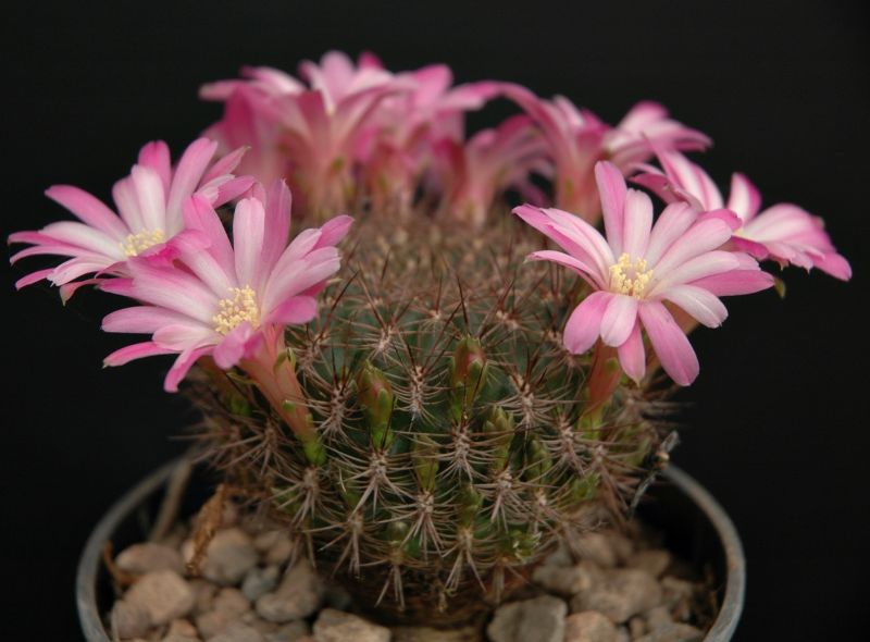 Foto de un cactus que se está identificando actualmente