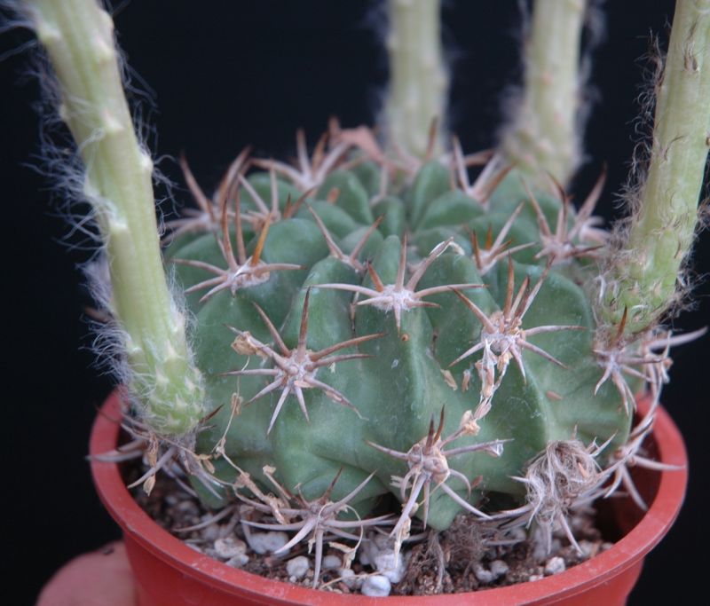 A photo of Echinopsis hystrichoides