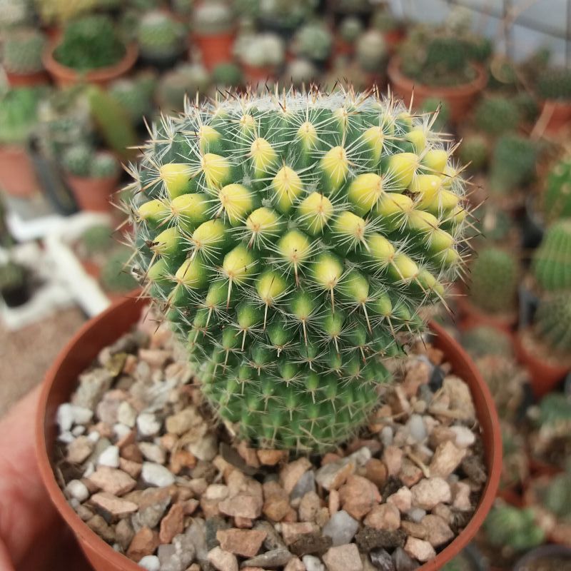 A photo of Mammillaria chionocephala