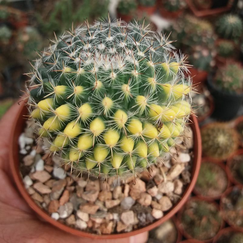 A photo of Mammillaria chionocephala
