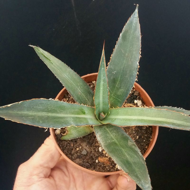 Una foto de Agave univittata  