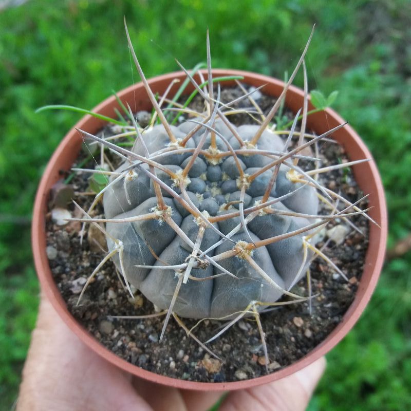 Una foto de Gymnocalycium hosseii