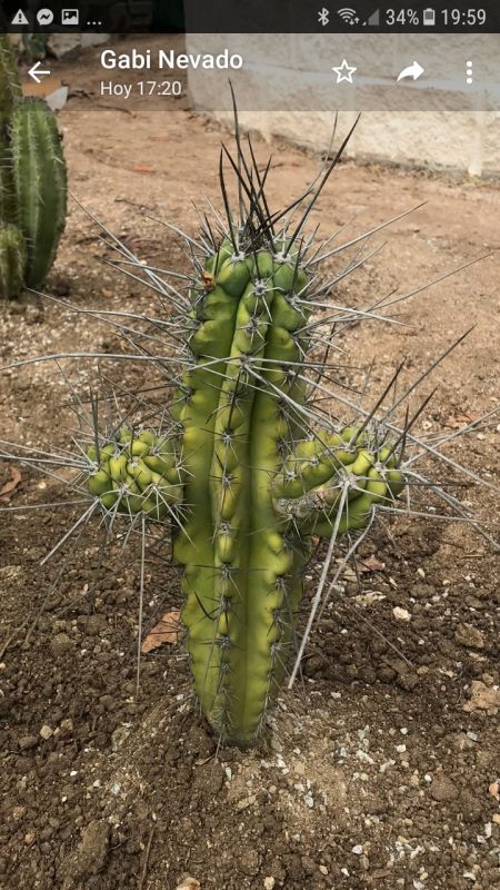 A photo of Stetsonia coryne