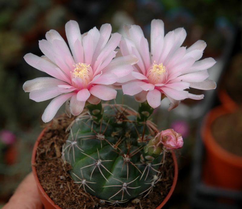 Una foto de Gymnocalycium amerhauseri