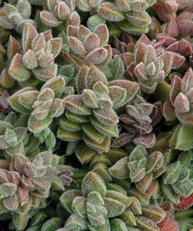 Una foto de Crassula lanuginosa var. pachystemon
