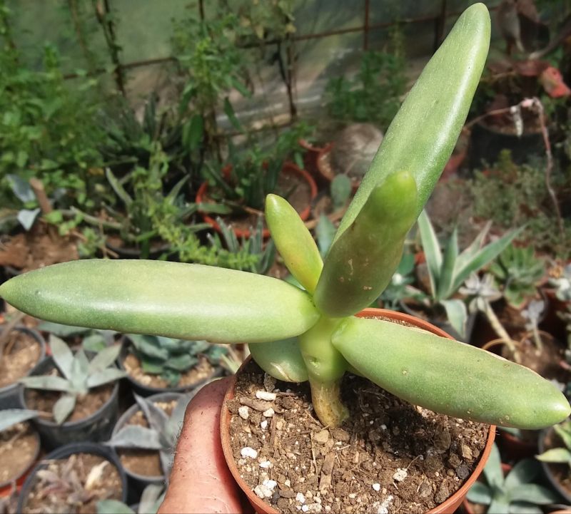 Una foto de Pachyphytum viride