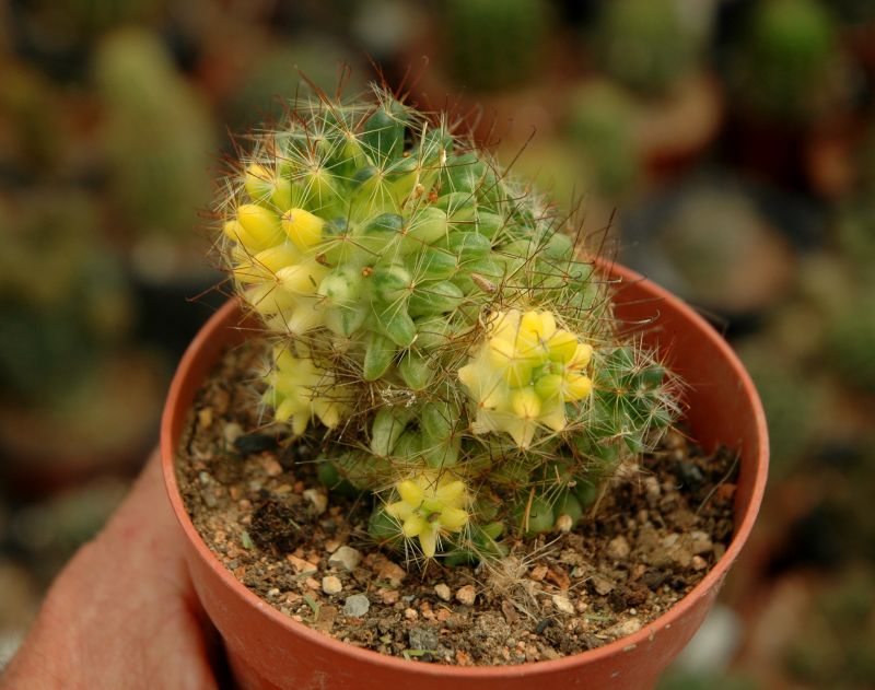 Una foto de Mammillaria zeilmanniana fma. variegada