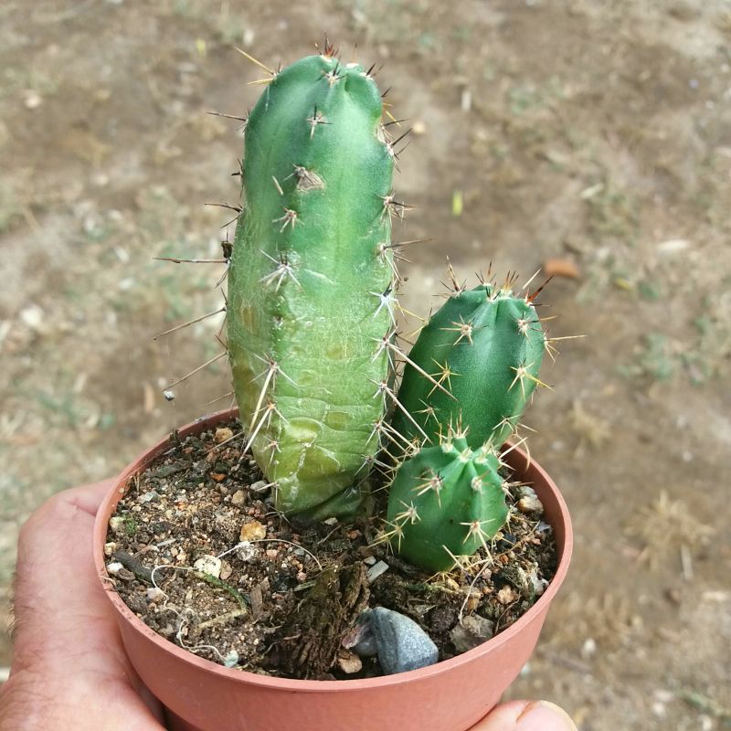 Foto de un cactus que se está identificando actualmente