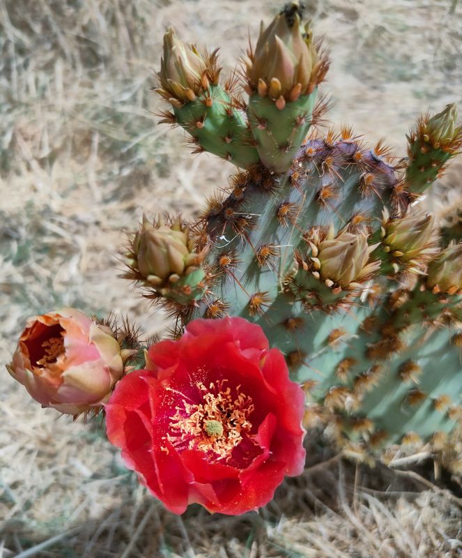 Una foto de Opuntia aciculata