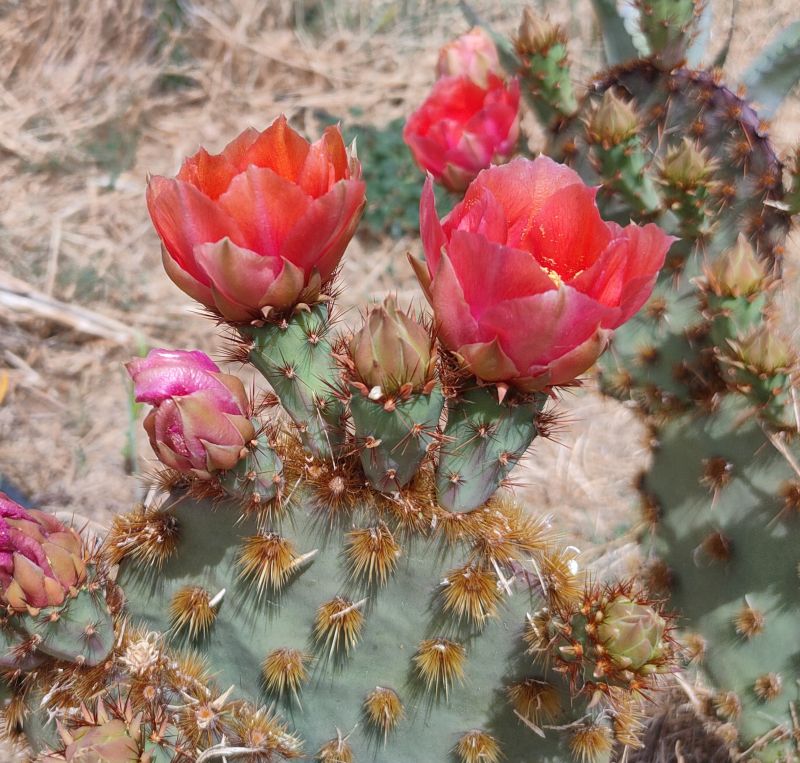 Una foto de Opuntia aciculata