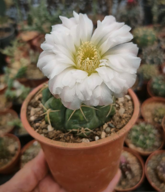 Una foto de Gymnocalycium denudatum