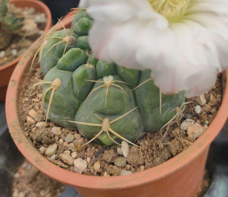 Una foto de Gymnocalycium denudatum