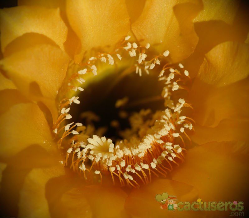 Una foto de Echinopsis cv. Shannons Gold