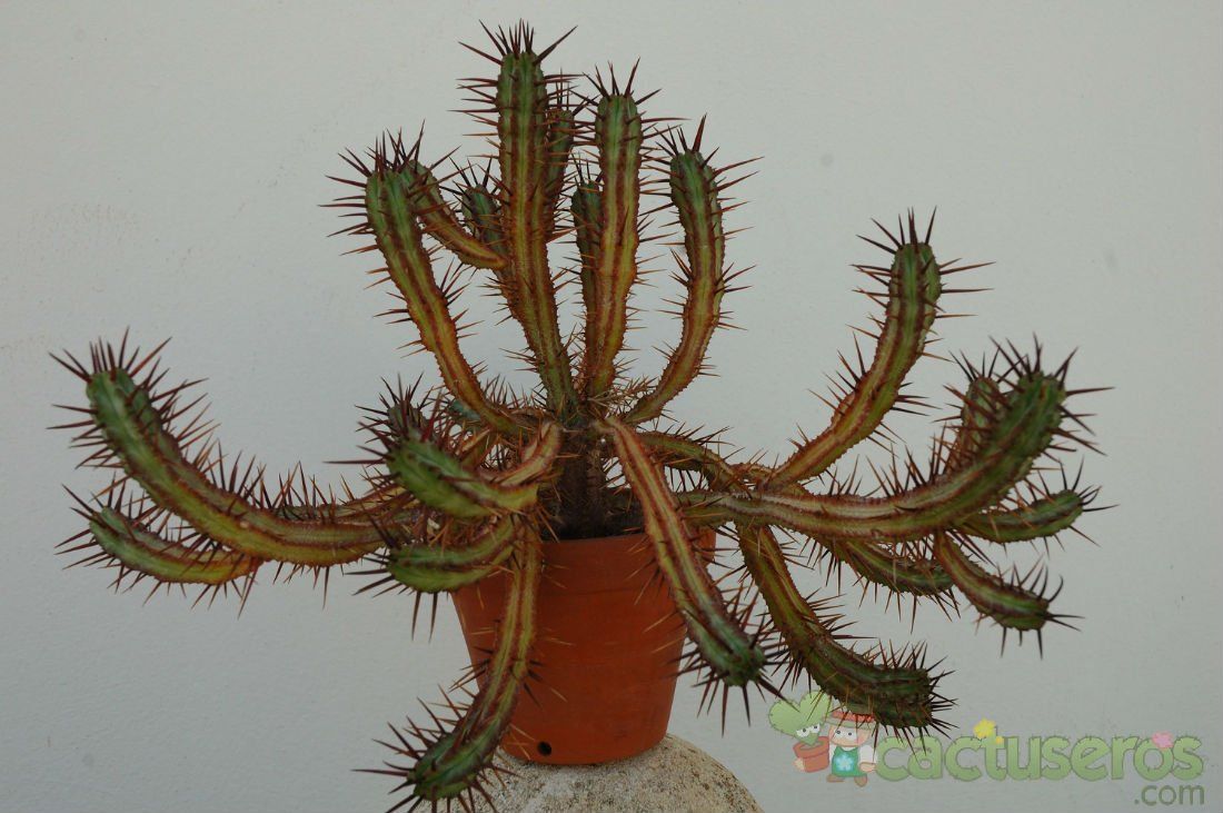 Una foto de Euphorbia enopla