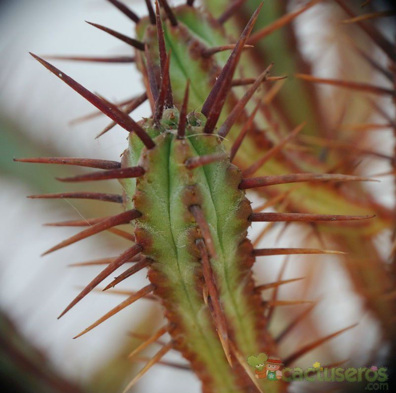 Una foto de Euphorbia enopla