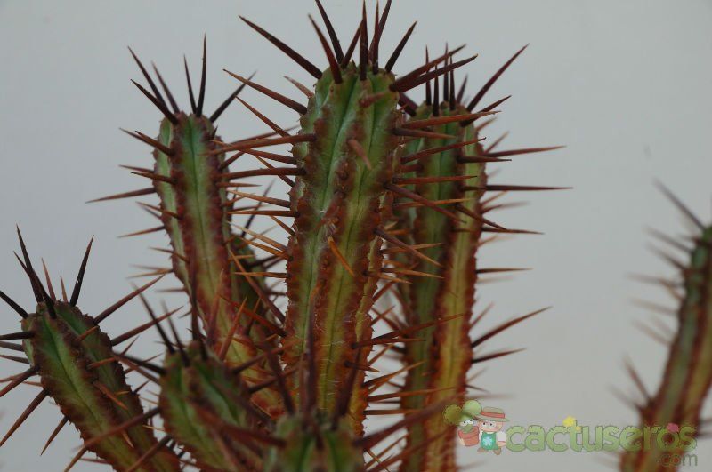 Una foto de Euphorbia enopla