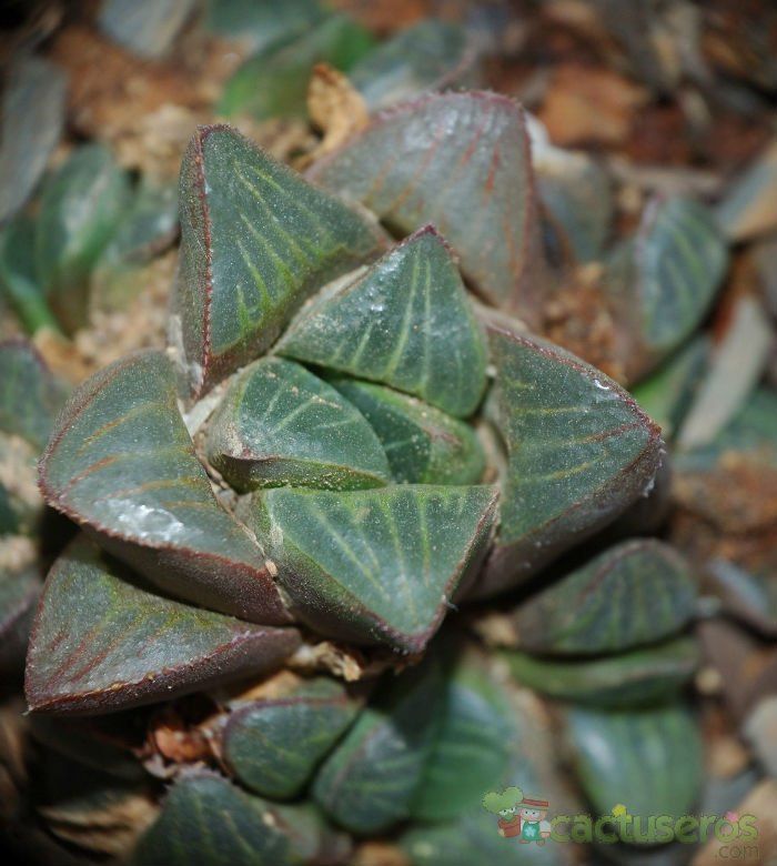 A photo of Haworthia mutica