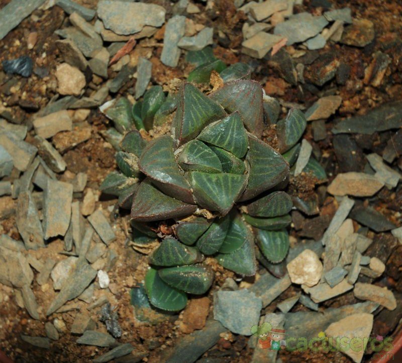A photo of Haworthia mutica