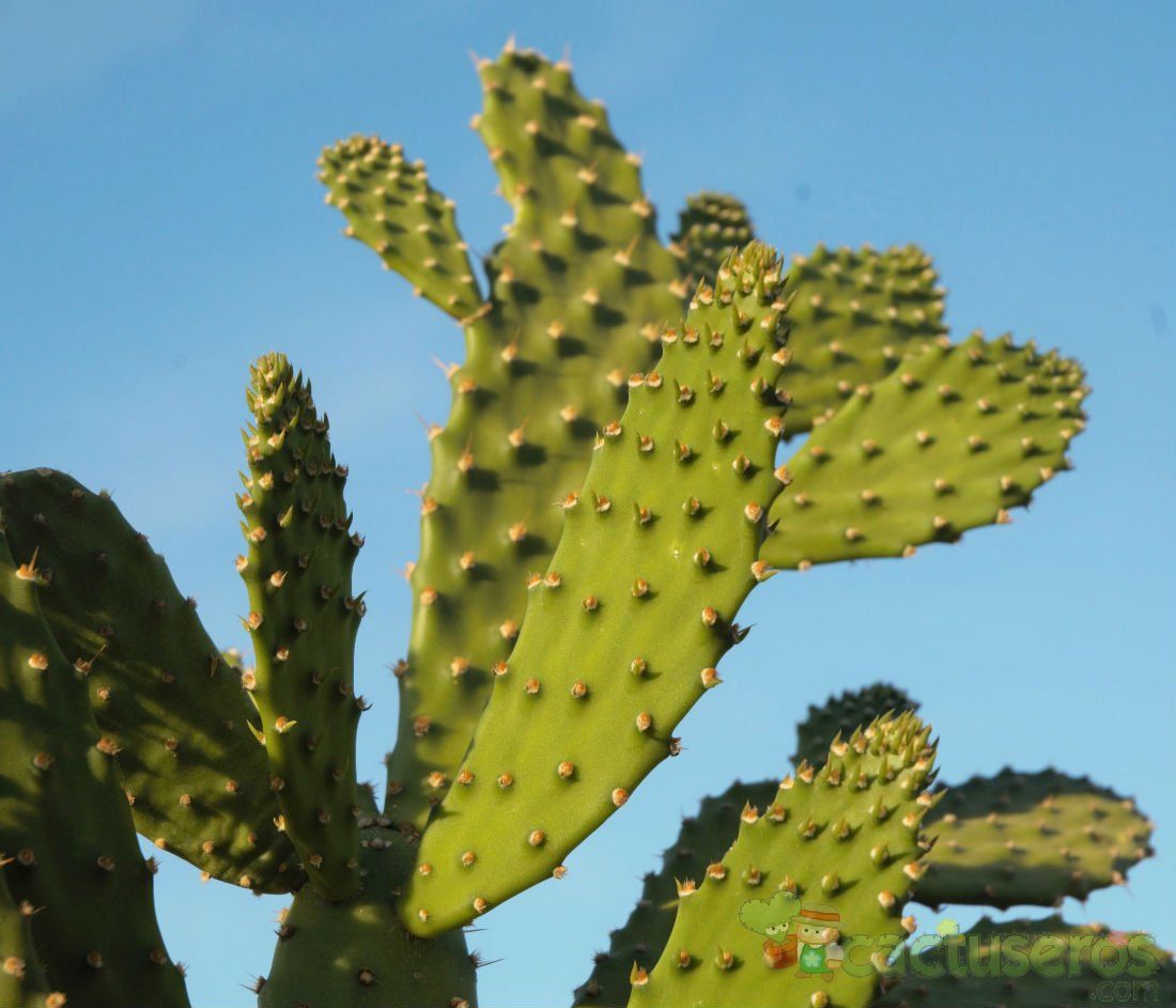 A photo of Opuntia schickendantzii