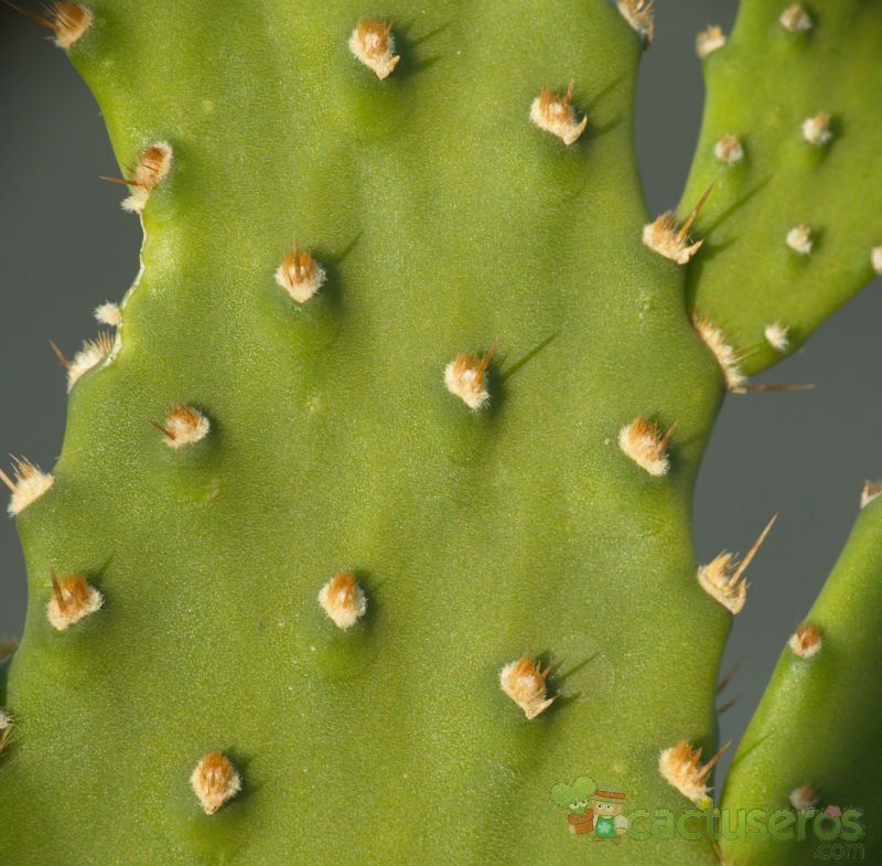 A photo of Opuntia schickendantzii