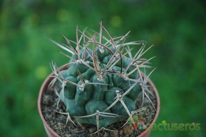 A photo of Gymnocalycium schickendantzii