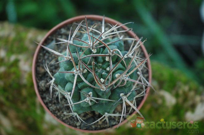 A photo of Gymnocalycium schickendantzii