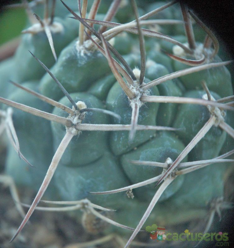 A photo of Gymnocalycium schickendantzii