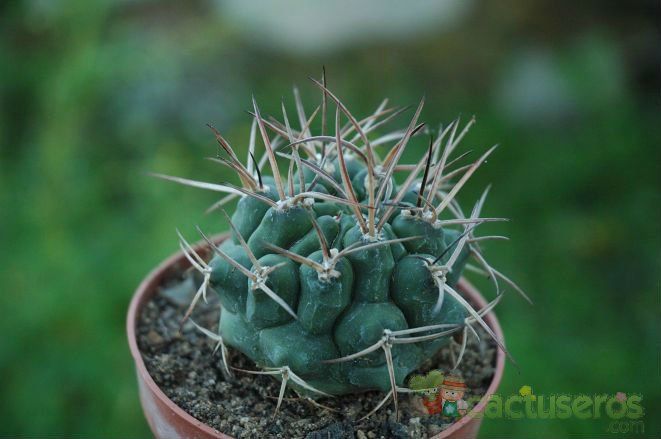A photo of Gymnocalycium schickendantzii