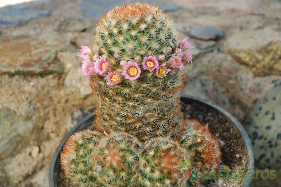 A photo of Mammillaria carmenae