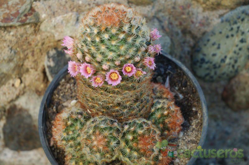 A photo of Mammillaria carmenae