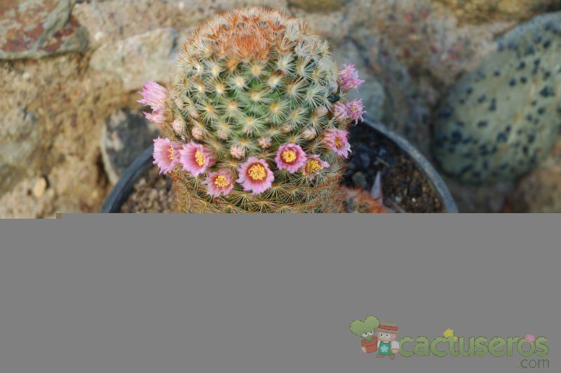 A photo of Mammillaria carmenae