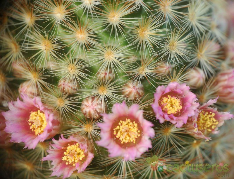 A photo of Mammillaria carmenae