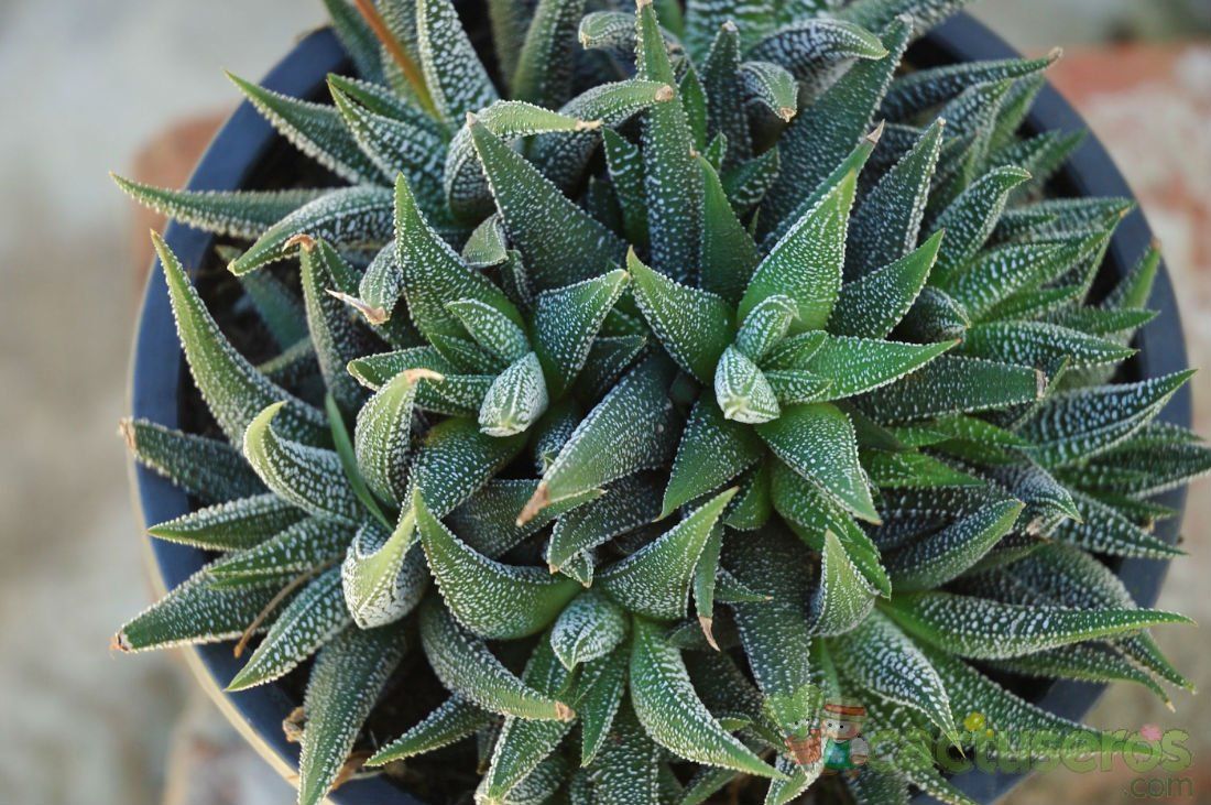Una foto de Haworthia fasciata cv. concolor