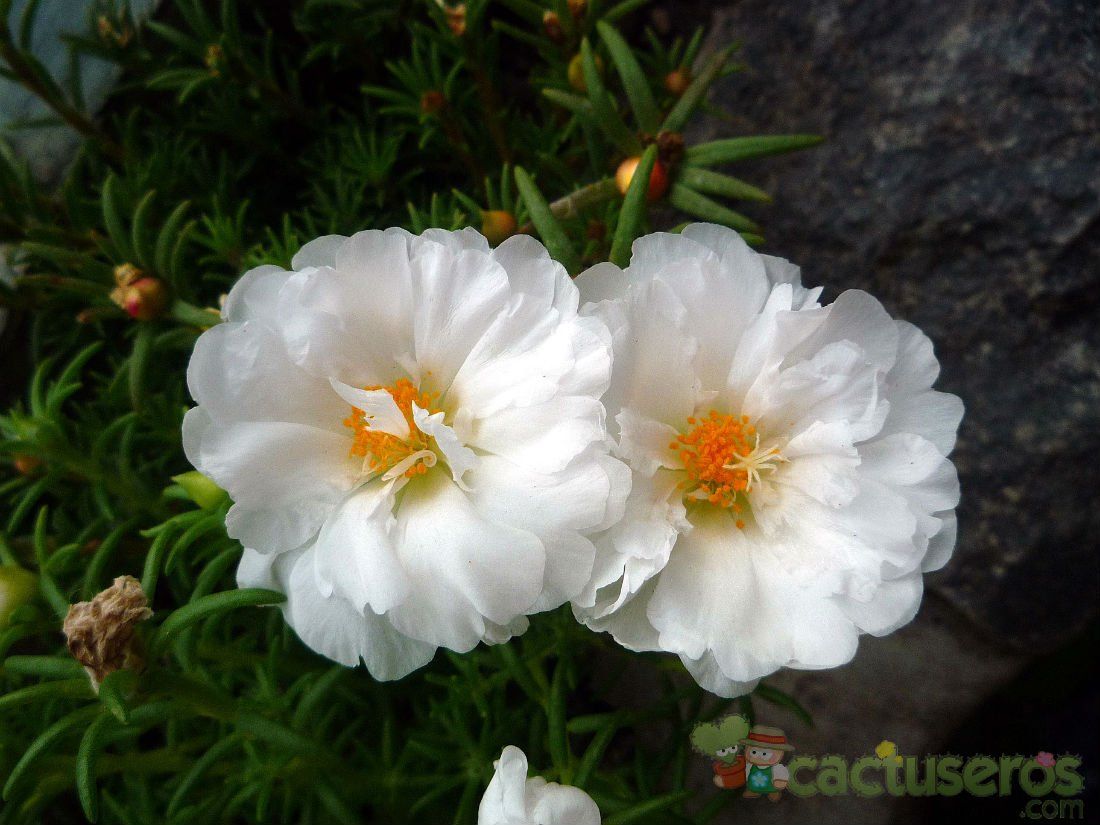 A photo of Portulaca grandiflora