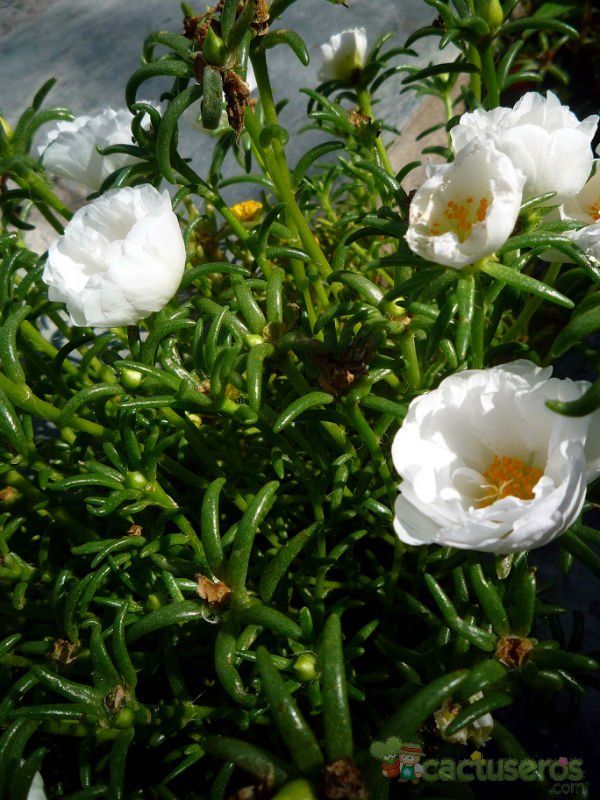 A photo of Portulaca grandiflora
