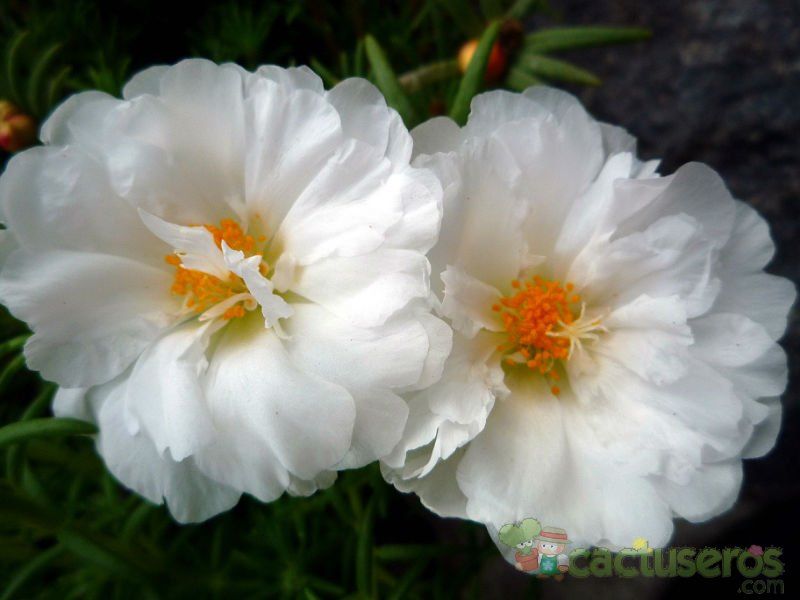 A photo of Portulaca grandiflora
