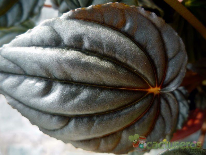 Una foto de Peperomia griseoargentea